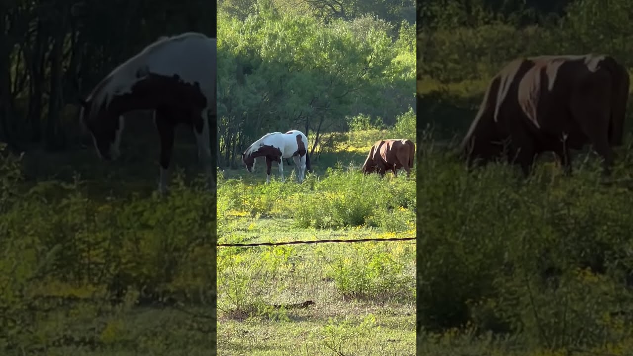 Beautiful Horse Texas Longhorn Cattle Shorts