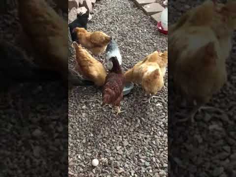 Chickens Eating Cottage Cheese Youtube
