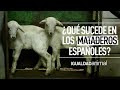 EL HORROR DE LOS MATADEROS | PROTECCIÓN ANIMAL #SHORTS