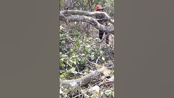 #shorts . cưa cây bằng stihl 660 (đăng ký để xem video tiếp nhé)