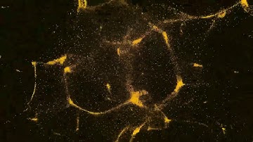 Audio Reactive Particles - Mamihlapinatapai Intro