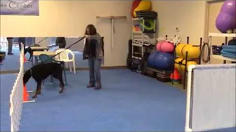 AKC Scent Work Interior Search - BeaBeas Dog Training