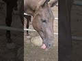 I'm very popular with horses as long as I have carrots