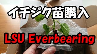 【自然栽培・4年生】イチジク苗 LSUエバービーリング♪ 農薬・肥料不使用 イチジク苗 LSUエバービーリングを購入しました - YouTube