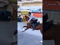 خيل خيل عربيه اصيله خيل عربيه فرس فرسان خيالة حصان حصان عربي اصيل Horse Horseracing مصر خيل خيل عربيه اصيله خيل عربيه فرس فرسان خيالة حصان حصان عربي اصيل Horse Horseracing مصر