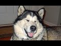 Funny Alaskan Malamute Compilation NEW