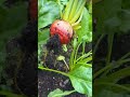 This is the first year I’ve raised a lot of beets!