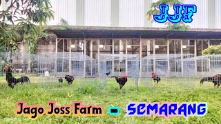 Upd4te Pej4nt4n di Jago Joss Farm Semarang