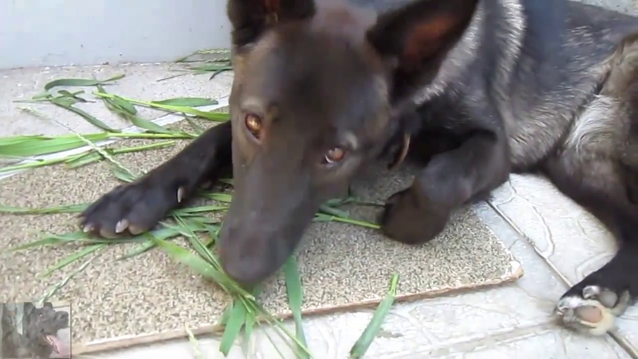 Почему собака ест траву