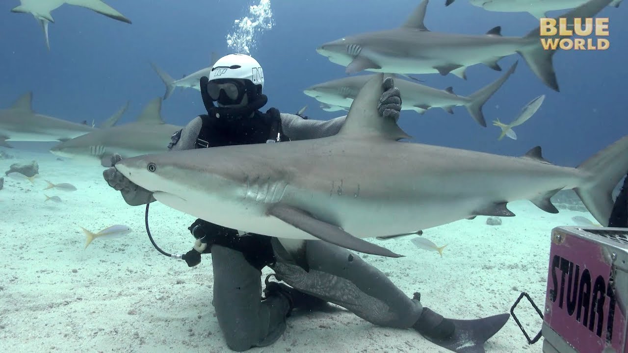 What happens when you hold a Shark?