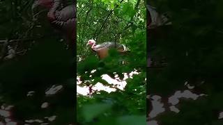 Mid day gobblers at 20 yards!! #hunting #mossyoak #wildlife #shorts #mississippi