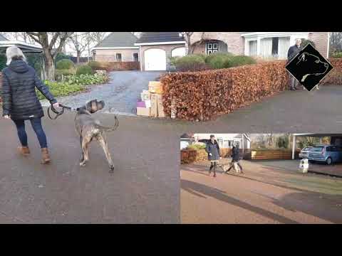 Video: Hoe houd je van een Cane Corso