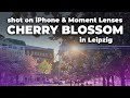 CHERRY BLOSSOM in Leipzig / Shot on iPhone &amp; Moment Lenses