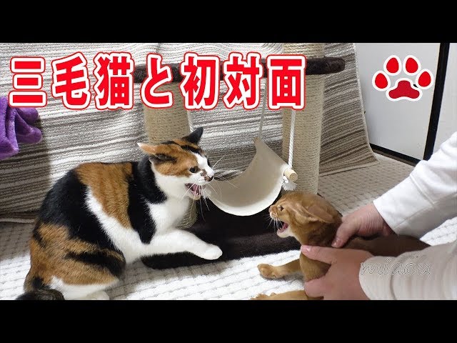 仔猫るかが三毛猫と挨拶した未公開シーン【瀬戸の猫部屋日記】Kittens when one first met  Mi ke