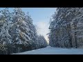 Зимний лес - 2023