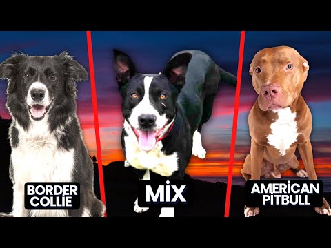 Border Collie Pitbull Mix: Borderbull Breed Information