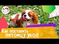 5 правил, как поставить питомцу укол