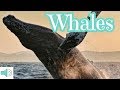 WHALES - learning video for Kids - educational video for children