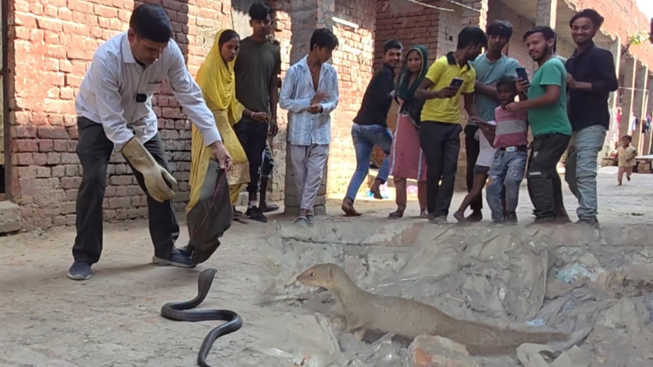 कोबरा का पीछा करता रहा नेवला ///स्नेकमैन सतीश (फफडाना)-9255130130
