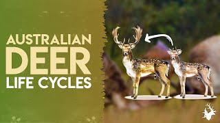 Australian Deer Life Cycles | Sambar, Red, Rusa, Chital & Hog Deer