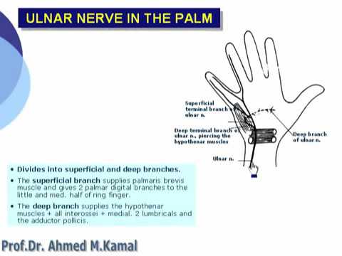 25 Upper Limb anatomy Median&Ulnar nerve in hand الدكتور احمد كمال