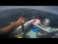 Blue shark fishing 15 miles of plymouth