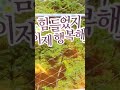 🌳경남 산청 동의보감촌 1 #산청9경 #산청동의보감촌 #무릉교출렁다리 #허준순례길 #산청  #한방자연휴양림 #여름풍경  #힐링여행 #추천