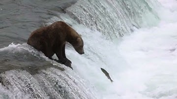bear catching salmon