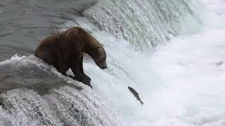 bear catching salmon