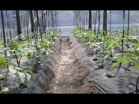 Video: Cómo atar tomates en un invernadero: consejos para jardineros