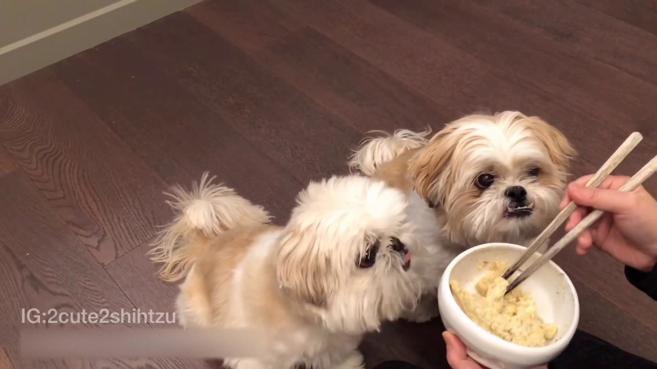 [shih tzu] Furry babies having Oatmeal - YouTube
