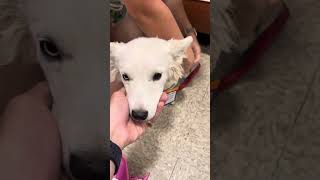 Update on new found pup by Sun Village Animal Rescue 1,481 views 10 months ago 1 minute, 4 seconds