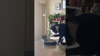 Download Lagu How does your cat drink water?😐🫣 #silly #weird #tuxedocat #kitten #kitty MP3