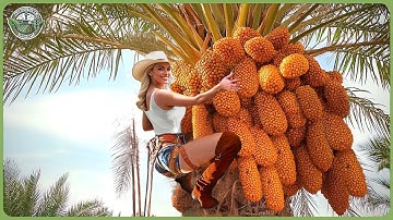 How Millions Tons of Dates Are Harvested & Processed – Inside Massive Date Palm Factory