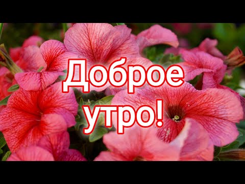 ❤️❤️❤️ПОЖЕЛАНИЕ НА ВЕСЬ ДЕНЬ❤️❤️❤️ С Добрым Утром Хорошего Дня. Доброе Утро! СТИХ