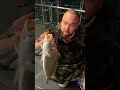 back in the parra jewfish