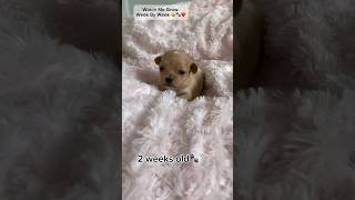 Puppy Growing Up WEEK BY WEEK teacup Maltipoo Puppy Video COMPILATION #shorts #puppyvideos #puppies