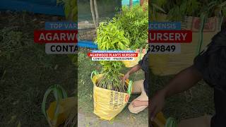 Agarwood Plants Nursery