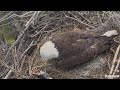 Southwest Florida Eagle Cam 01.01.2024 10:37