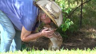 Breakfast with Bambi the Whitetail Deer Fawn (day 4)