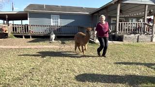 Skywalker’s Training Continues - part 2 by Gulf Breeze Alpaca Ranch & Lodging 149 views 1 year ago 2 minutes, 44 seconds