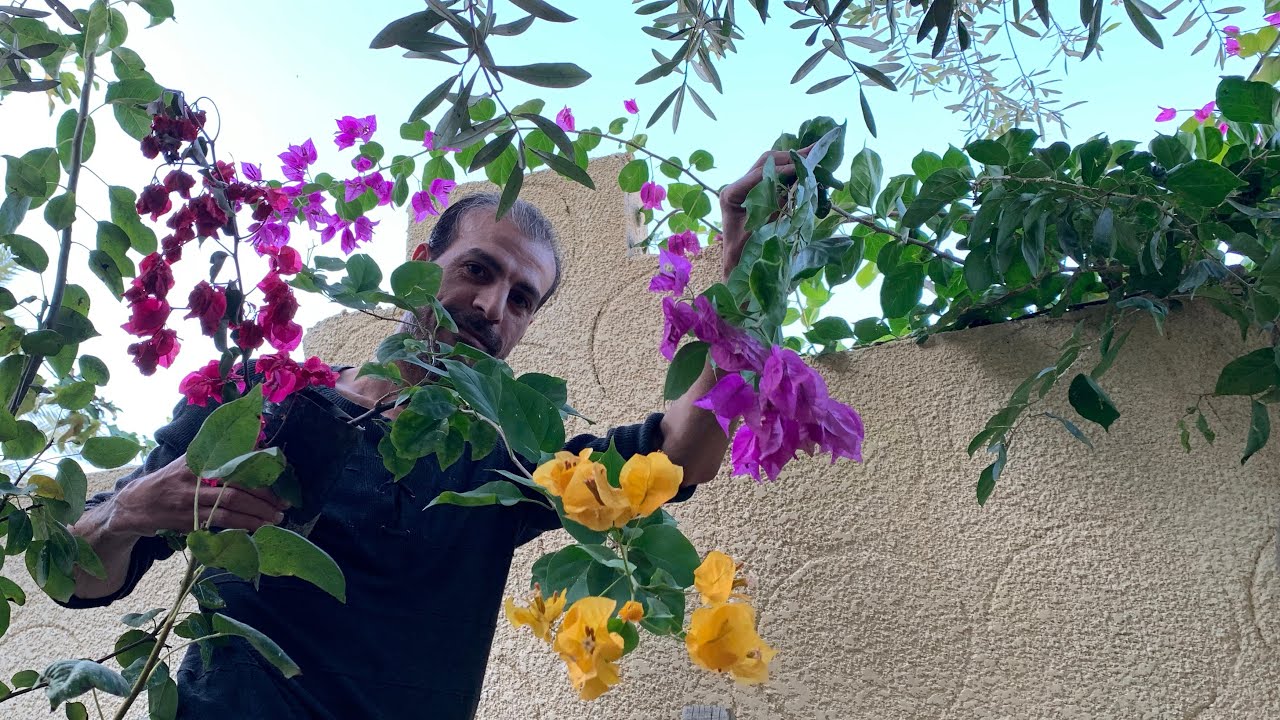 ازرع عقل الجهنمية المجنونة بلا حدود وبكل الألوان بأسهل واسرع طريقة وخلال سنة هتبقى أطول من الحائط 💐