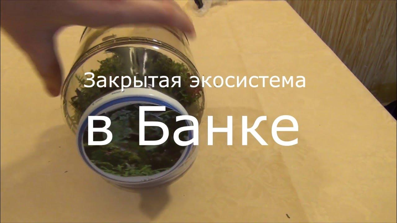 закрытая экосистема в банке а не в лампочке - YouTube