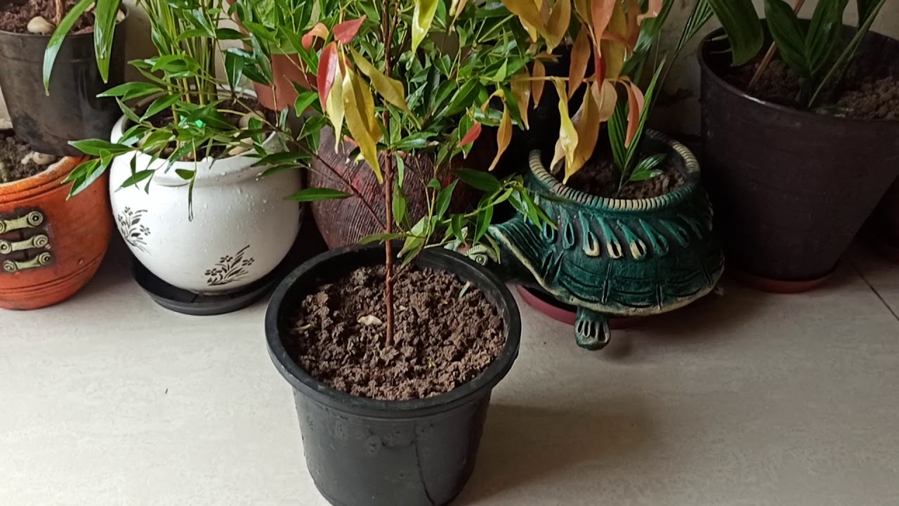 Complete care of photinia(Red Robin)(lilly pilly) plant🌱, fertilizer// gardening with geet kumar