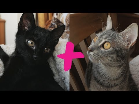 try-not-to-laugh-|-cutest-kittens-ever-|-bagheera-and-sopolcho-love-and-hate