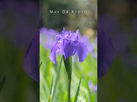 💜5月4日 京都💜May 04 Kyoto 2025 #japanesegarden #大田神社