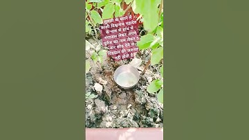 तुलसी के क्यारे में गंगाजल से करी विशेष उपाय/पितृ तर्पण से मुक्ति मिलेगी #pandit Pradeep Mishra#