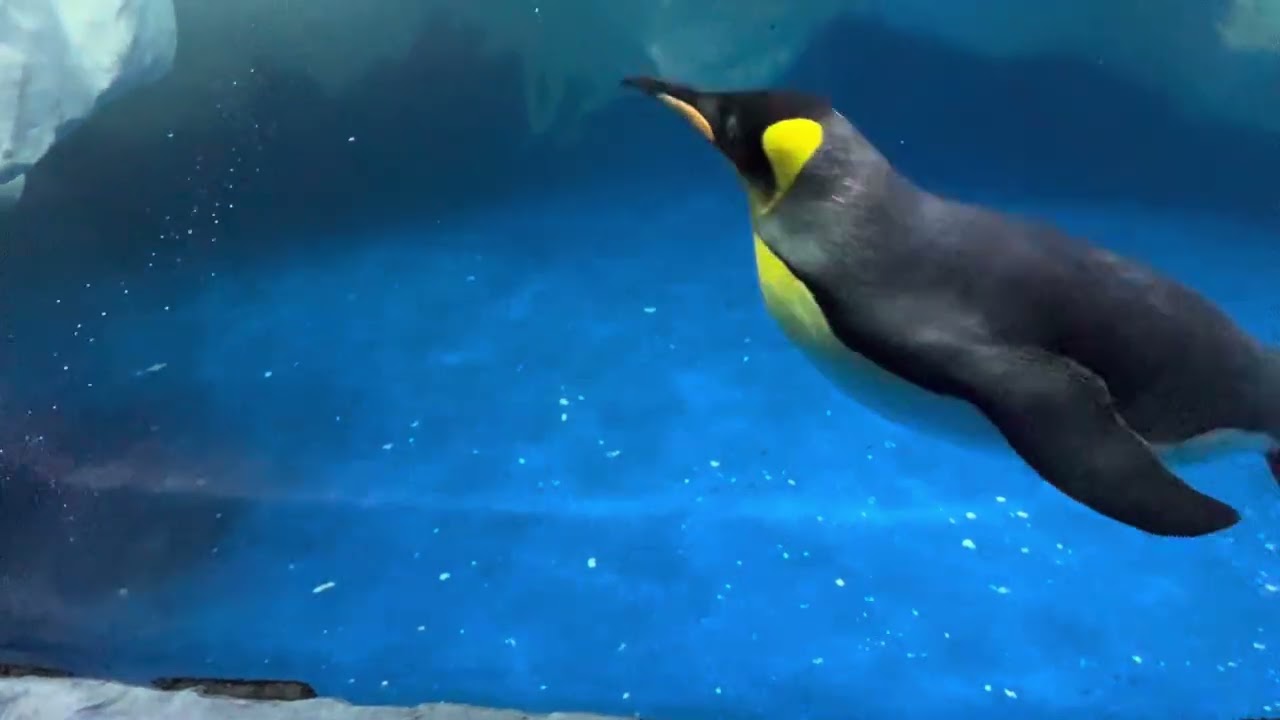 "Wait for the speed! 🐧💨 Underwater zoomies 