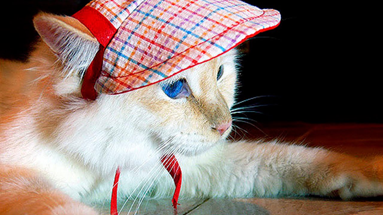 Cats wearing Hats 6 YouTube