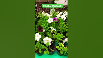 Green plants 🪴 lined up for botany project #shorts